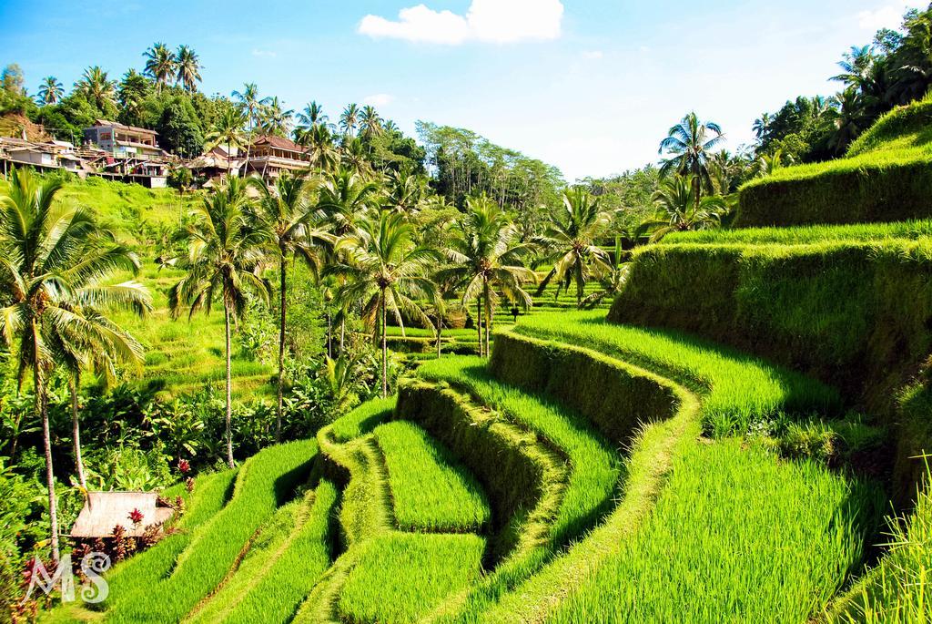 Umalas Hotel & Residence Seminyak  Luaran gambar